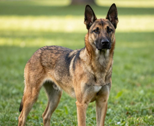 马犬被洪水冲走自行回家瘦成皮包骨 2026马犬被洪水冲走失联十天瘦30斤