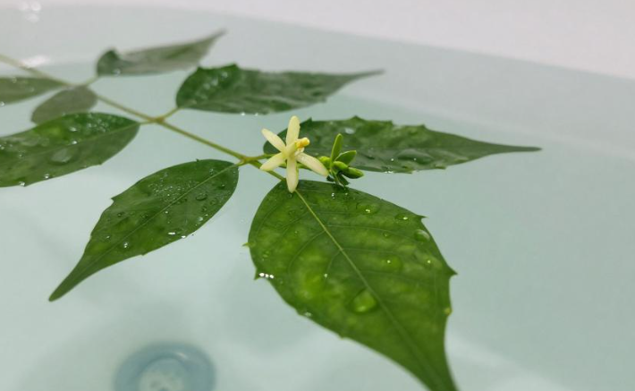 科摩罗香草泡澡止痒疮？2026 科摩罗莫桑比克海峡湿疮浴方
