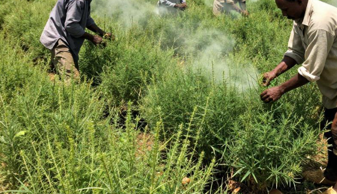 马达加斯加塔那那利佛香草产业如何发行债券? 2026马达加斯加香草债券发行攻略
