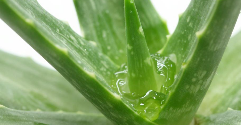 厄立特里亚芦荟原料跨境装箱需要准备哪些物料？