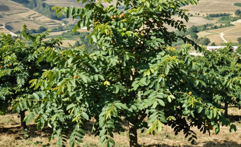 奥什核桃种植的价格走势怎么样？