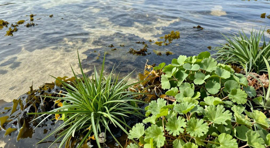2026 弗拉群岛滨海草本膳食调节激素波动