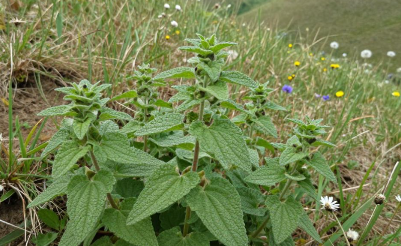 2026 多布罗加丘陵野薄荷理疗缓解肠胃胀气？
