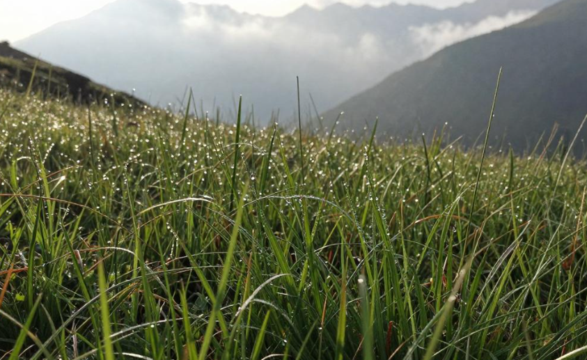 2026 蒙特勒阿尔卑斯高山草本缓解更年期不适 2026 蒙特勒阿尔卑斯高山草本缓解更年期不适