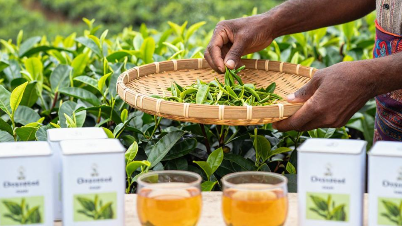 斯里兰卡锡兰红茶选品有什么技巧？