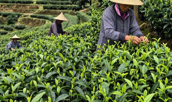 2026年巴统茶叶种植关于价格走势怎么样? 2026年巴统茶叶种植关于价格走势怎么样?