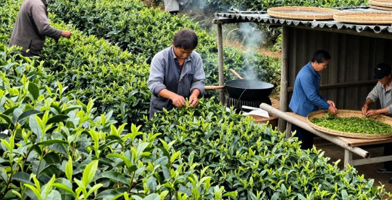 2026年巴统茶叶种植关于价格走势怎么样? 2026年巴统茶叶种植关于价格走势怎么样?