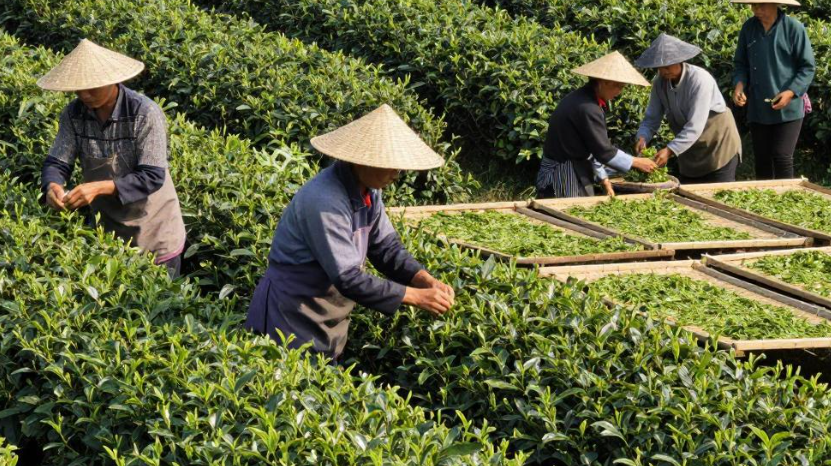 2026年巴统茶叶种植关于价格走势怎么样? 2026年巴统茶叶种植关于价格走势怎么样?