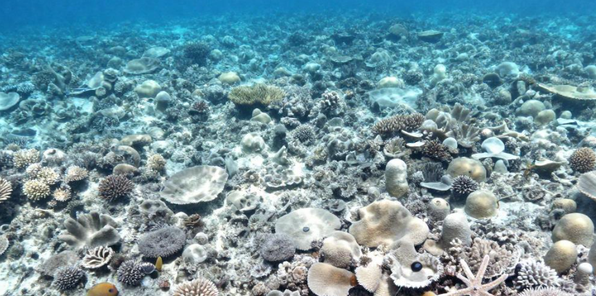 斐济珊瑚礁白化如何推高当地潜水旅游的维护成本？