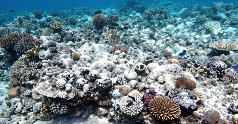 斐济珊瑚礁白化如何推高当地潜水旅游的维护成本？