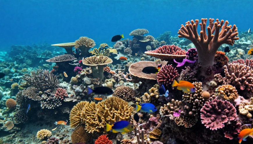 毛里求斯珊瑚礁怎样影响深海钓鱼旅游的旺季定价? 毛里求斯珊瑚礁怎样影响深海钓鱼旅游的旺季定价?