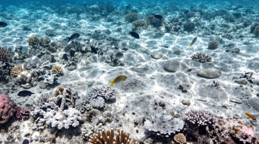 斐济珊瑚礁白化如何推高当地潜水旅游的维护成本？