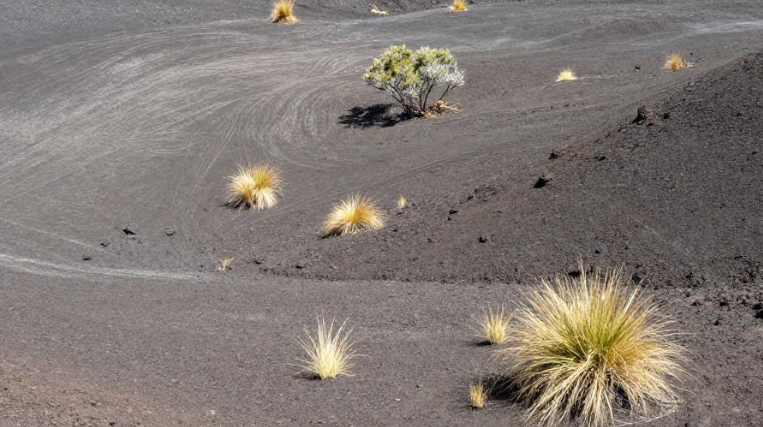 苏拉威西岛火山土壤如何影响罗布斯塔咖啡品质？