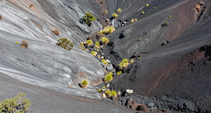 松巴哇岛火山灰怎样支撑海葡萄养殖的品质差异化？