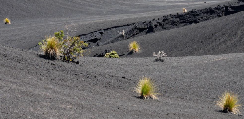 苏拉威西岛火山土壤如何影响罗布斯塔咖啡品质？