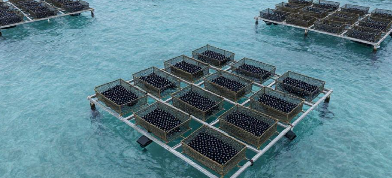 库克群岛黑珍珠养殖如何受海水升温影响产量波动? 库克群岛黑珍珠养殖如何受海水升温影响产量波动?