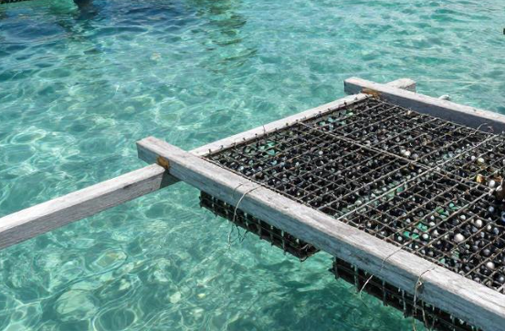 库克群岛黑珍珠养殖如何受海水升温影响产量波动? 库克群岛黑珍珠养殖如何受海水升温影响产量波动?