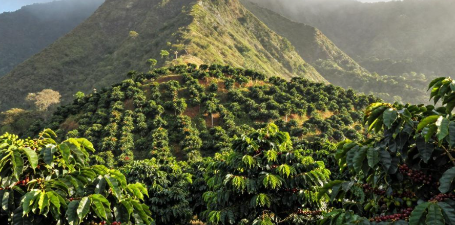 圣卢西亚皮通山如何支撑小众山地咖啡的品牌溢价? 圣卢西亚皮通山如何支撑小众山地咖啡的品牌溢价?