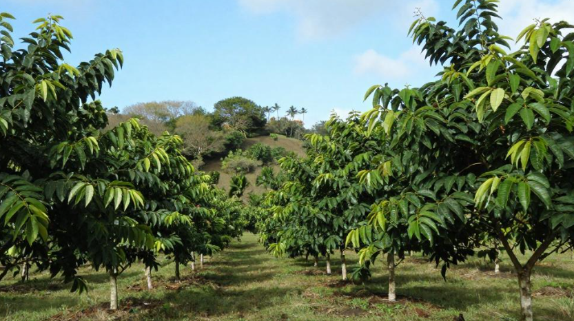 格林纳达肉豆蔻种植怎样受火山土壤影响出口品质？