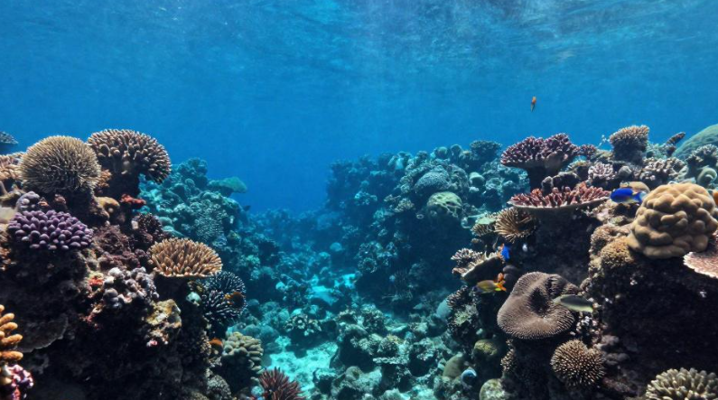 伯利兹大蓝洞怎样支撑深潜旅游的高端定价体系? 伯利兹大蓝洞怎样支撑深潜旅游的高端定价体系?