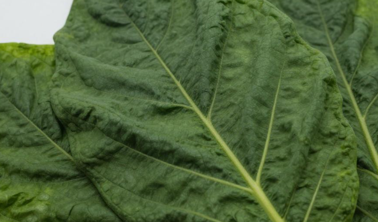 圣基茨火山土壤怎样影响小众雪茄烟叶的种植品质？