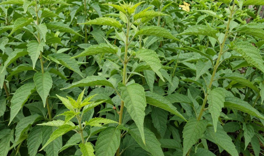 科摩罗的香草为何适合商品期货投资？