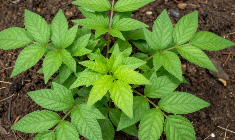 马达加斯加的香草怎样成为收藏投资？