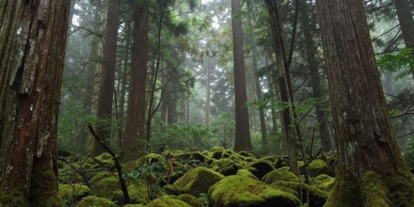 屋久岛苔藓森林深呼吸康荞 屋久岛苔藓森林深呼吸康荞