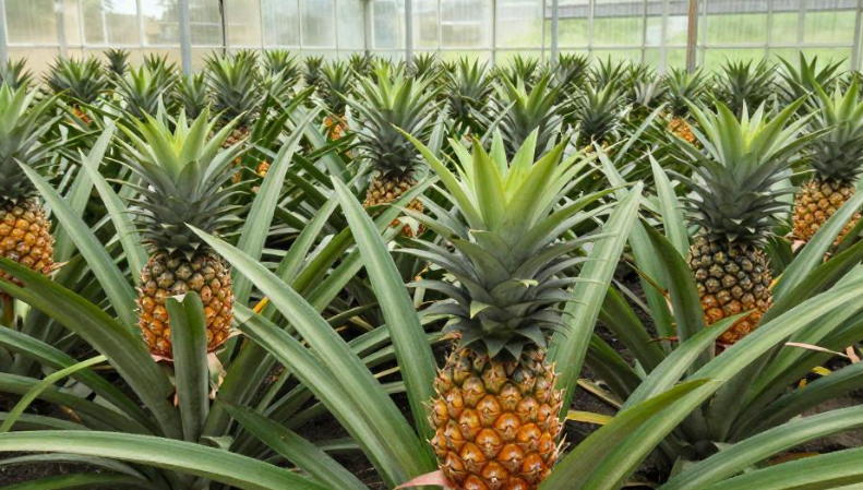 2026 亚速尔菠萝温室种植出口怎么扩？