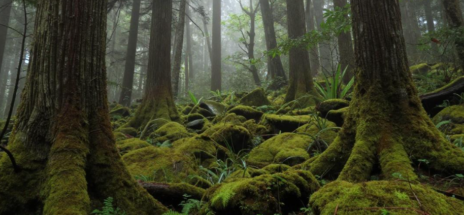 屋久岛苔藓森林深呼吸康荞 屋久岛苔藓森林深呼吸康荞