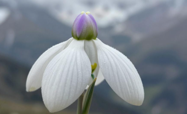 天山雪莲养生科普解析