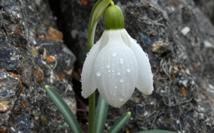 天山雪莲养生科普解析