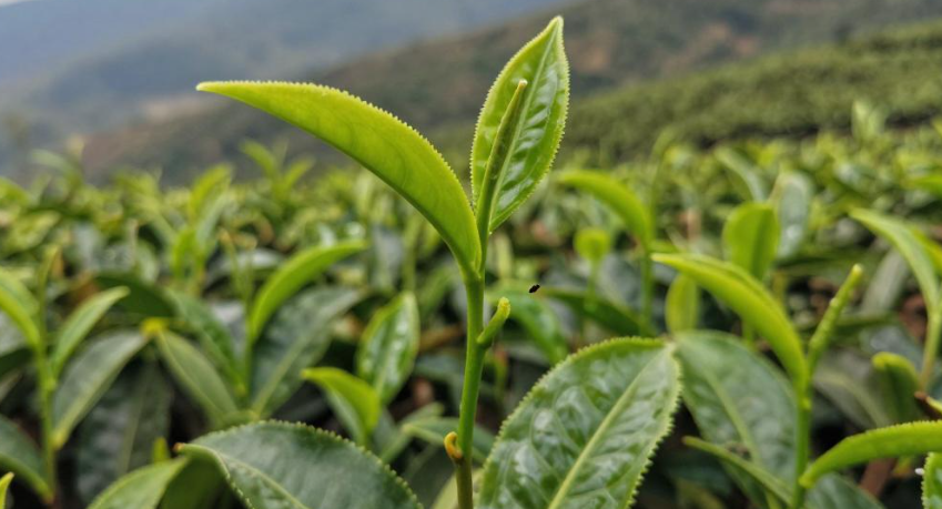 乞力马扎罗高山茶养生