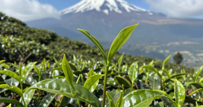 乞力马扎罗高山茶养生