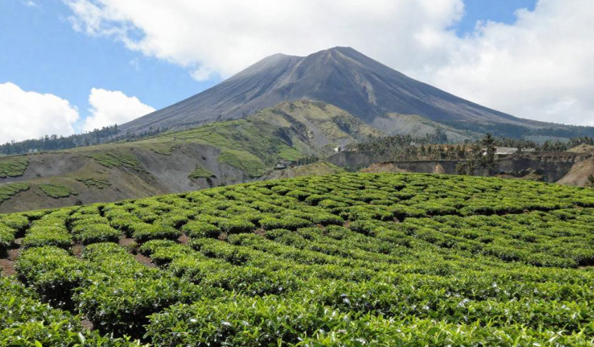 卢旺达火山茶园康养法 卢旺达火山茶园康养法