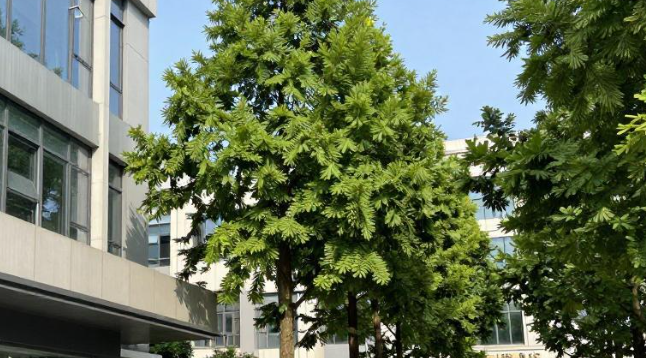 2026 多米尼克医学院毕业生临床轮转怎么排？