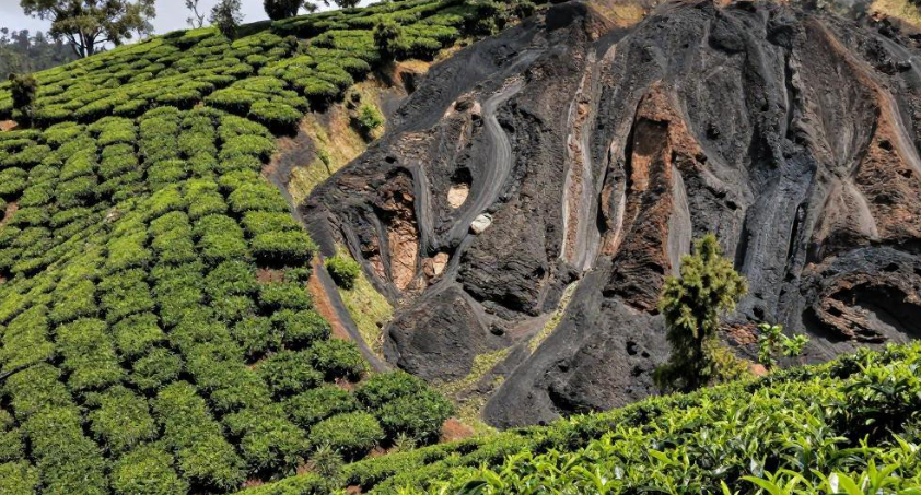 卢旺达火山茶园康养法 卢旺达火山茶园康养法