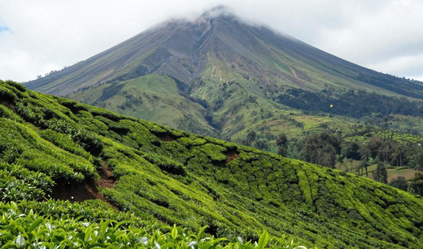 卢旺达火山茶园康养法 卢旺达火山茶园康养法