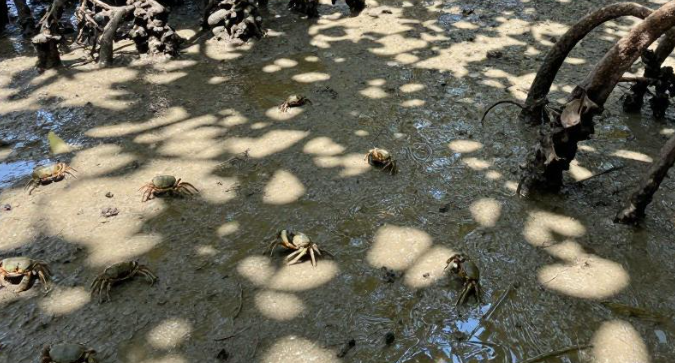 文莱斯里亚马湾红树林康养