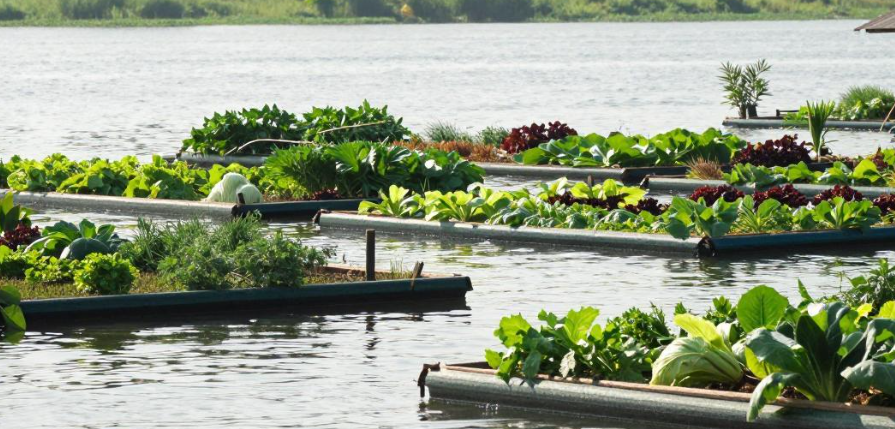 缅甸茵莱湖浮岛菜养生