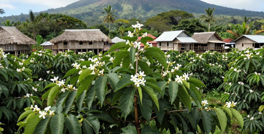 2026留尼汪香草豆火山岛传统为何浓郁? 2026留尼汪香草豆火山岛传统为何浓郁?
