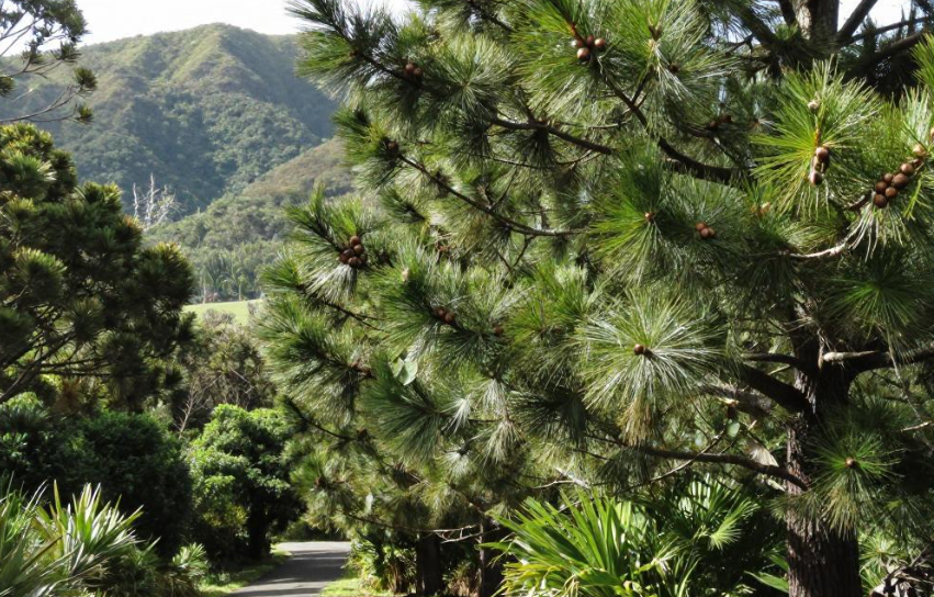 2026诺福克岛诺福克松坚果岛屿传统有何讲究? 2026诺福克岛诺福克松坚果岛屿传统有何讲究?