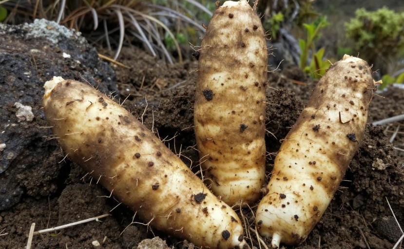 2026汤加山地山药粉糯口感有何独特？
