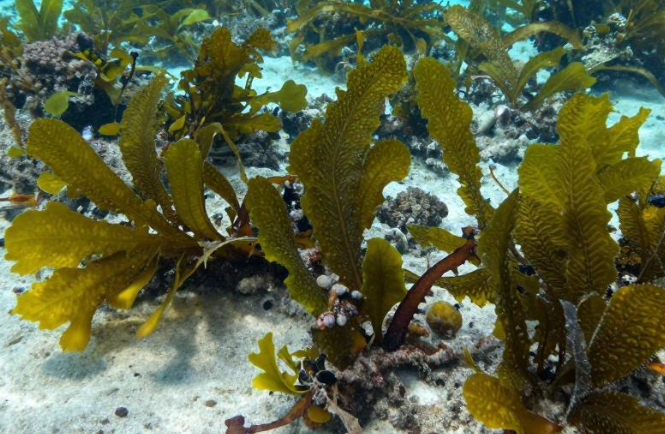 2026基里巴斯海底藻类环礁传统如何食用? 2026基里巴斯海底藻类环礁传统如何食用?