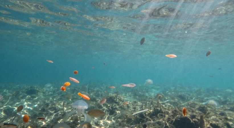 2026帕劳水母湖浮游生物岛民传统有何用途? 2026帕劳水母湖浮游生物岛民传统有何用途?