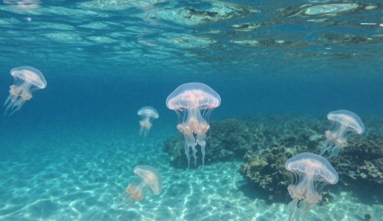 2026帕劳水母湖浮游生物岛民传统有何用途? 2026帕劳水母湖浮游生物岛民传统有何用途?