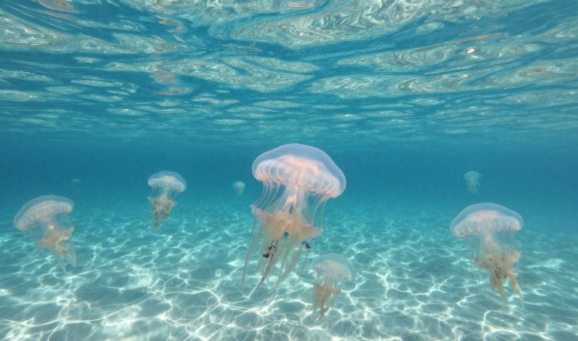 2026帕劳水母湖浮游生物岛民传统有何用途? 2026帕劳水母湖浮游生物岛民传统有何用途?