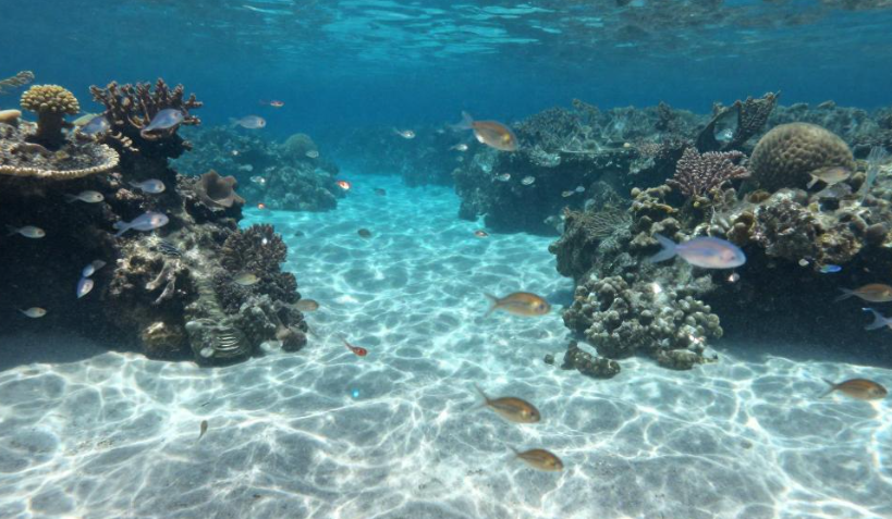 2026帕劳水母湖浮游生物岛民传统有何用途? 2026帕劳水母湖浮游生物岛民传统有何用途?