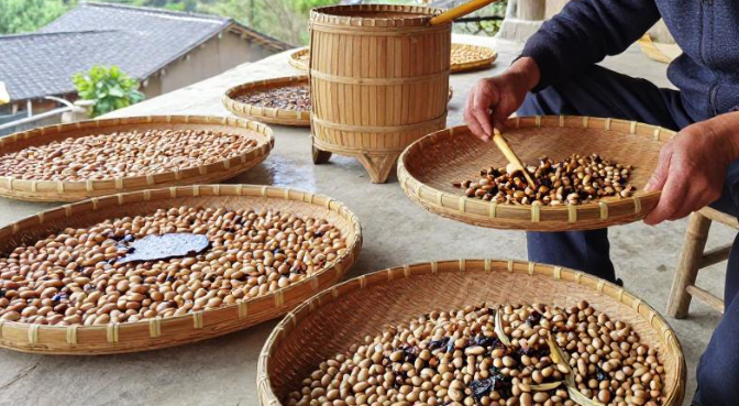 崇礼山区蚕豆初加工涵盖哪些业务？
