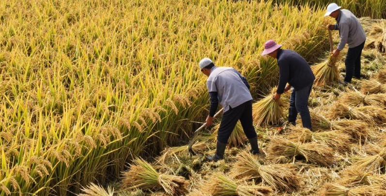 全国秋粮收获过四成，当季粮食就是最值得吃的食物
